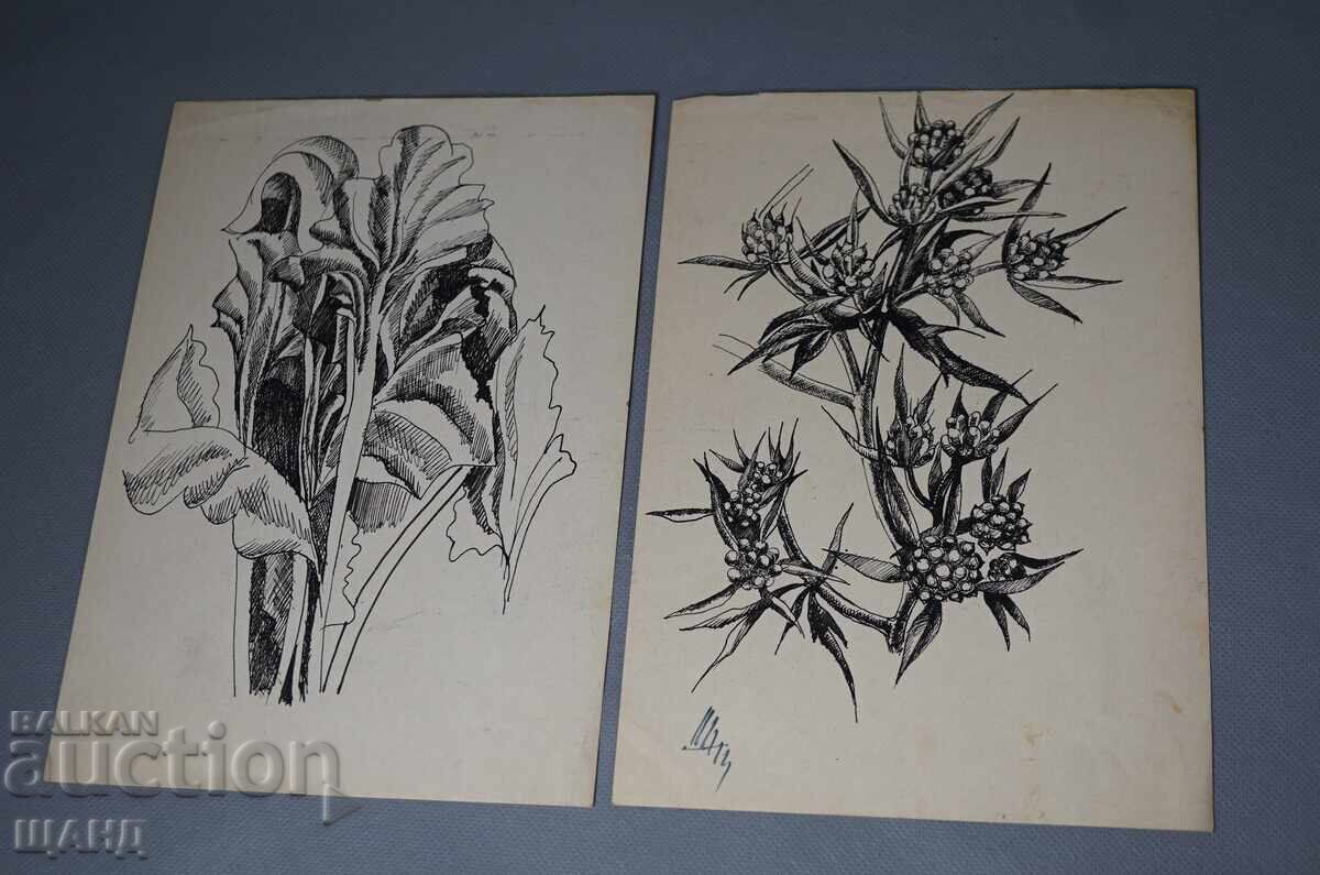 2 Old Flower Drawings 2 Old Flower Drawings