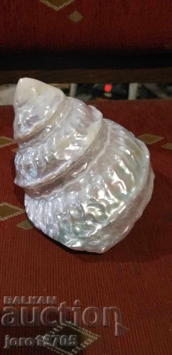 Golma pearly shell from the species - ASTRAEA UNDOSA / Philippines with price € 15.34 | 30.00 BGN Golma pearly shell from the species - ASTRAEA UNDOSA / Philippines with price € 15.34 | 30.00 BGN