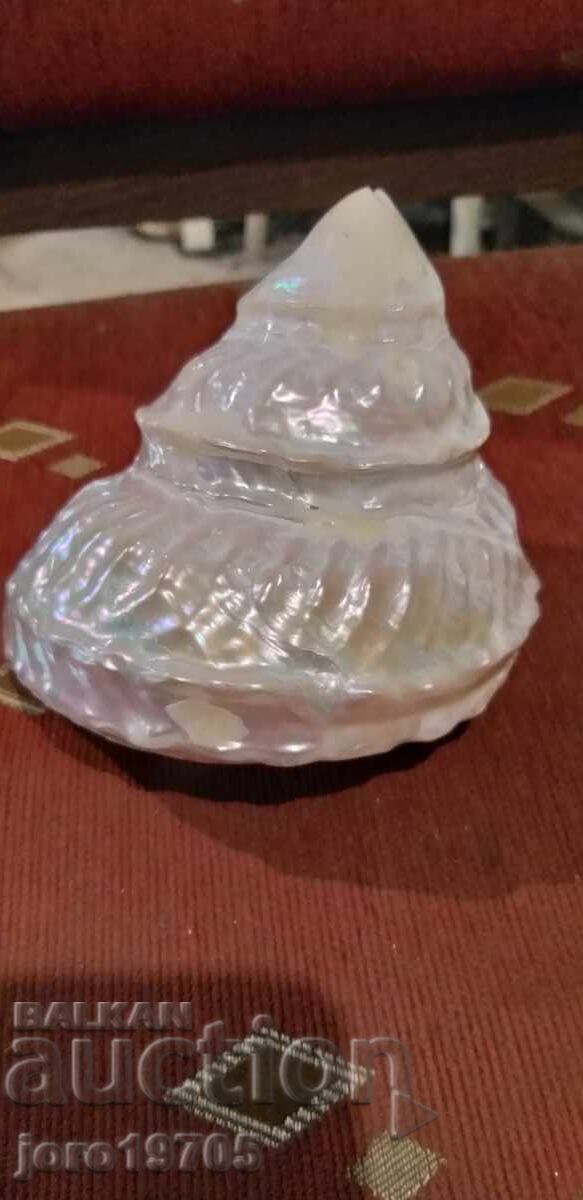 Auction Golma pearly shell from the species - ASTRAEA UNDOSA / Philippines Auction Golma pearly shell from the species - ASTRAEA UNDOSA / Philippines