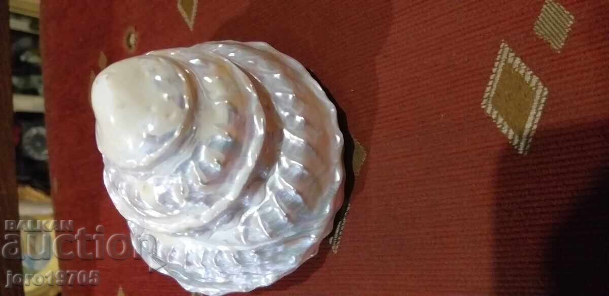 Delivery of Golma pearly shell from the species - ASTRAEA UNDOSA / Philippines Delivery of Golma pearly shell from the species - ASTRAEA UNDOSA / Philippines