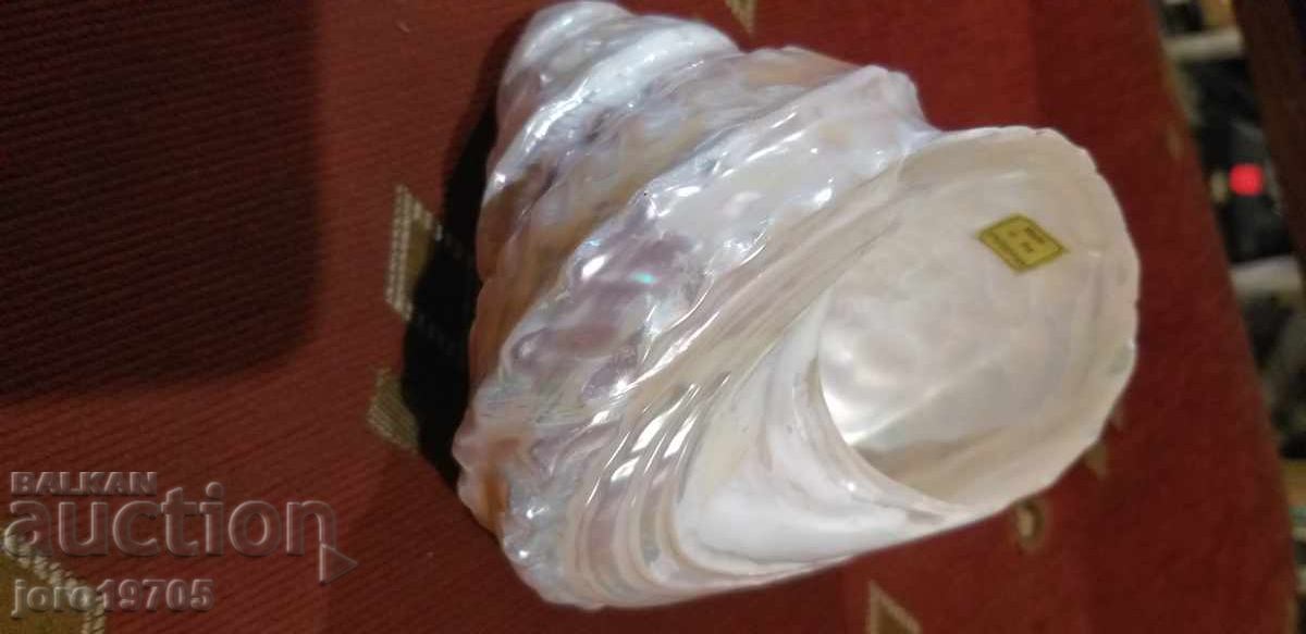 Golma pearly shell from the species - ASTRAEA UNDOSA / Philippines - 5 Golma pearly shell from the species - ASTRAEA UNDOSA / Philippines - 5