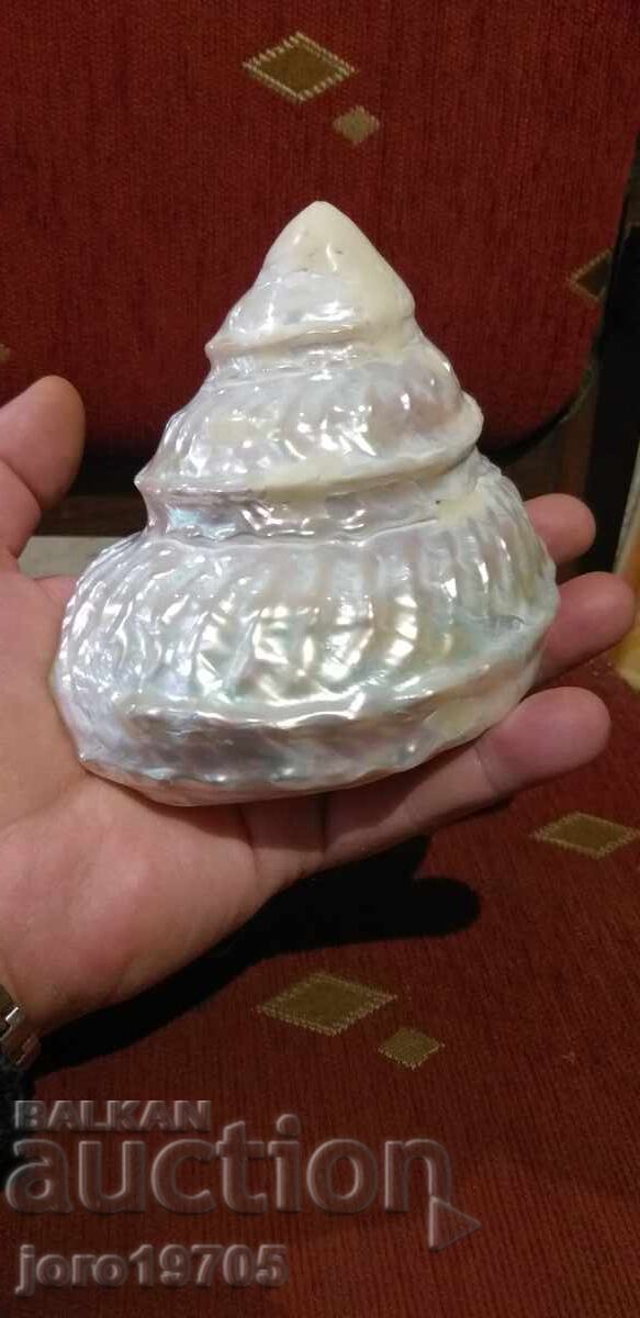 Golma pearly shell from the species - ASTRAEA UNDOSA / Philippines Golma pearly shell from the species - ASTRAEA UNDOSA / Philippines