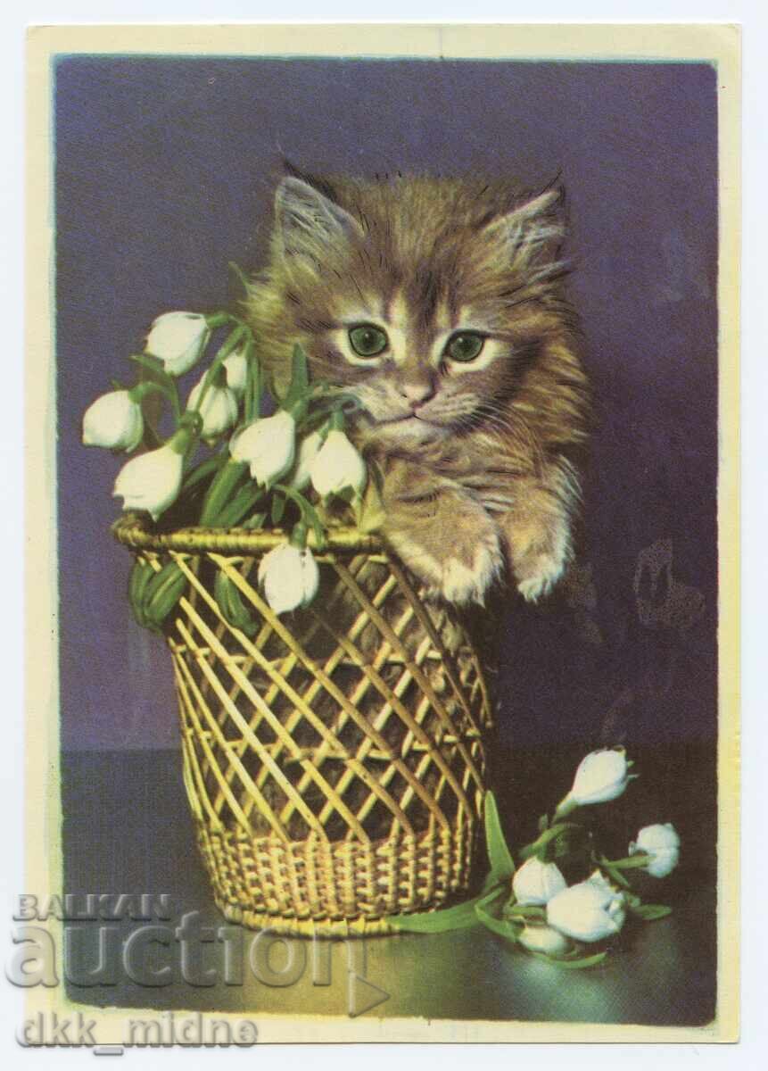 Two old photos with domestic cats with price € 3.00 | 5.87 BGN