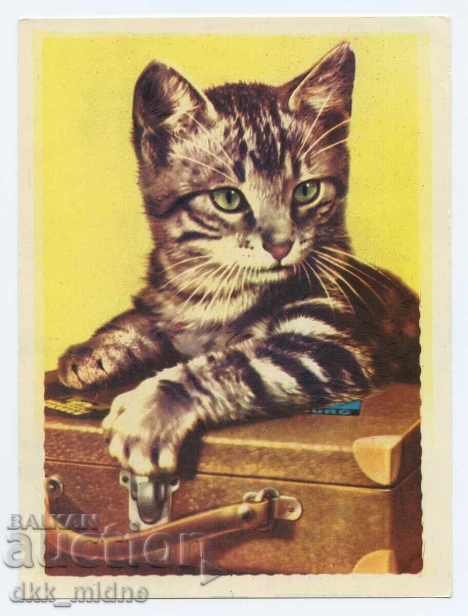 Auction  Two old photos with domestic cats