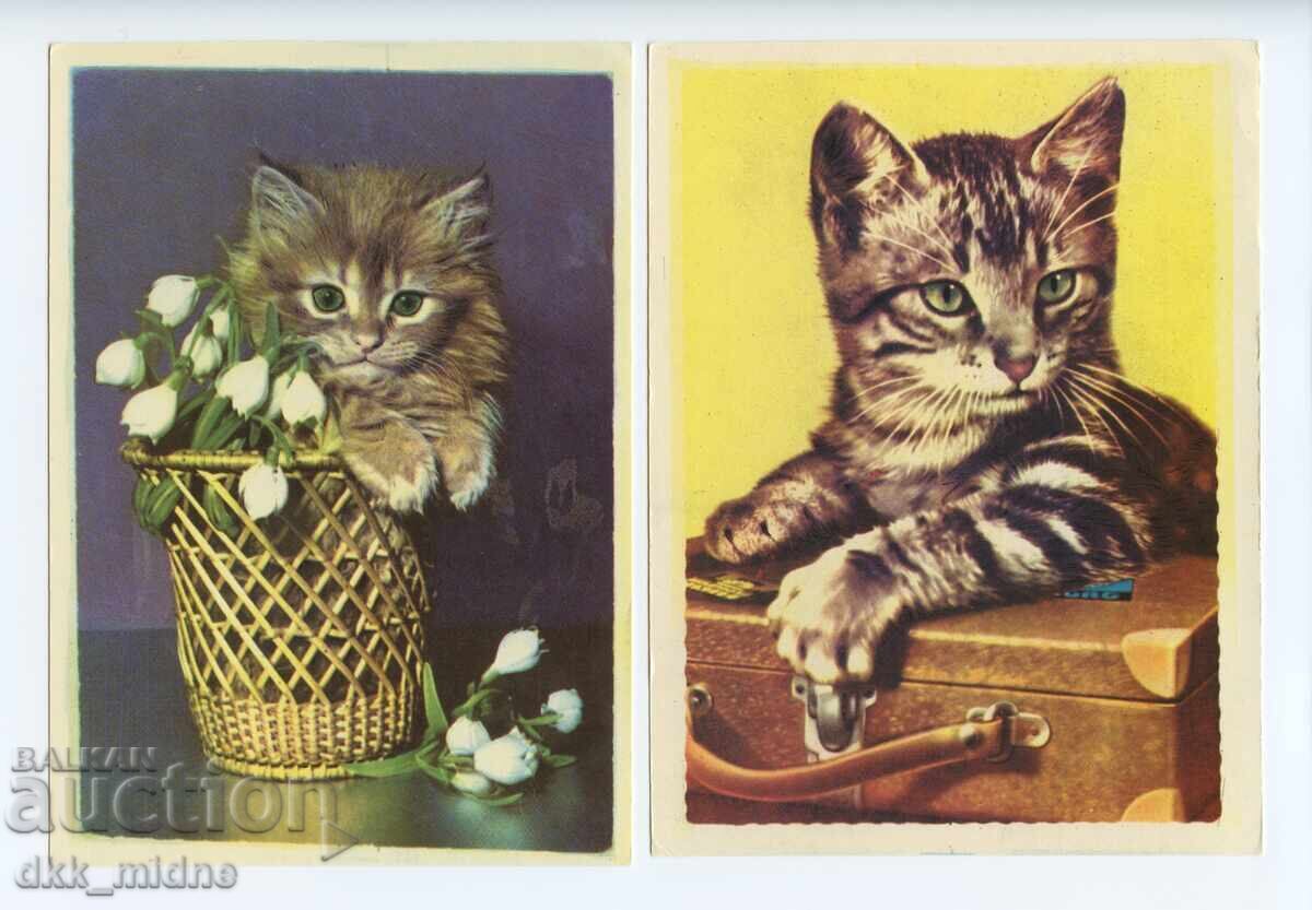 Two old photos with domestic cats