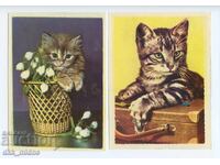 Δύο παλιές φωτογραφίες με οικόσιτες γάτες