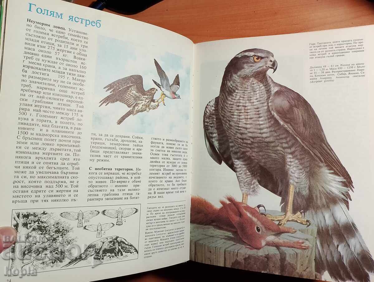 Аукцион ТАЙНИТЕ НА ЖИВОТНИТЕ-ГРАБЛИВИТЕ ПТИЦИ НА ЕВРОПА