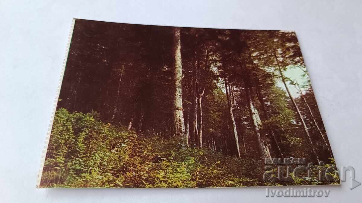 Postcard Teteven Boatin Reserve 1983