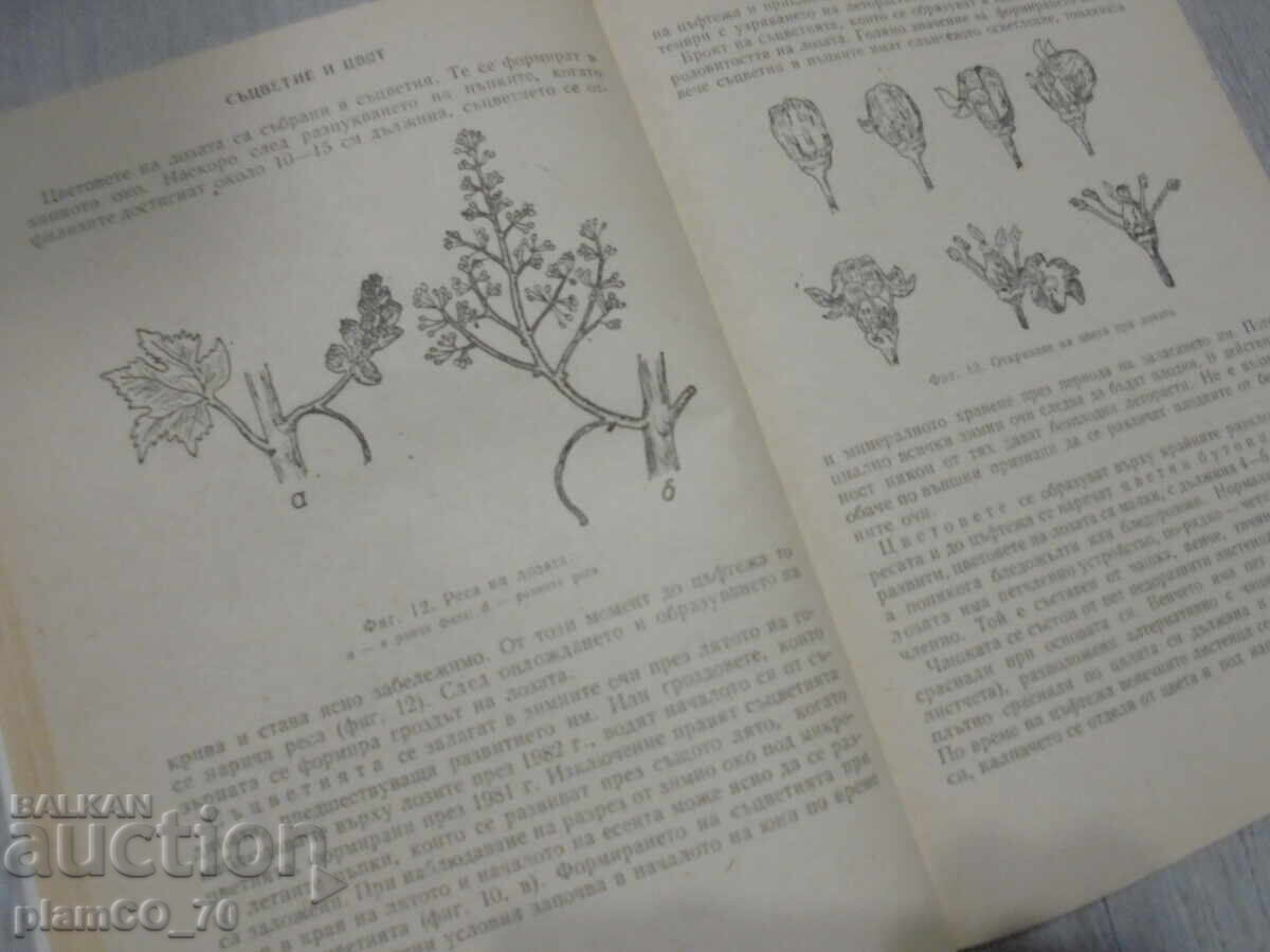 Δημοπρασία №*8416 παλαιό βιβλίο "Πρακτικός οδηγός αμπελουργίας" Δημοπρασία №*8416 παλαιό βιβλίο "Πρακτικός οδηγός αμπελουργίας"