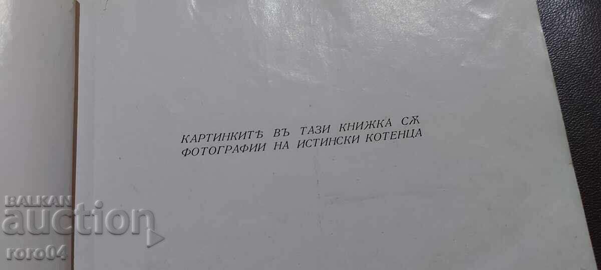 Licitație Pui de pisică jucăuși