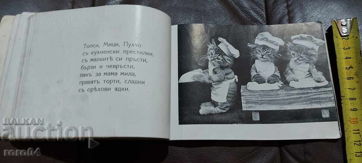 Pui de pisică jucăuși - 6