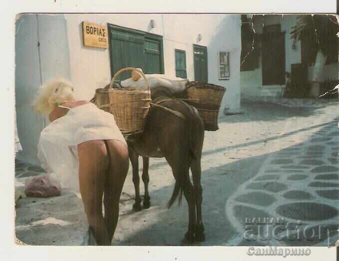 Greece Postcard Mykonos Island Two Donkeys