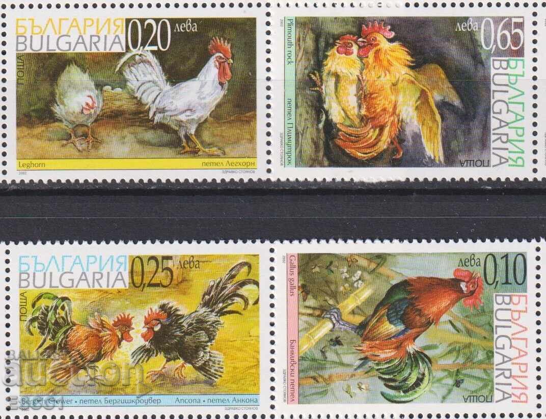 Timbre curate Fauna Păsări Rase Cocoși 2002 din Bulgaria Timbre curate Fauna Păsări Rase Cocoși 2002 din Bulgaria