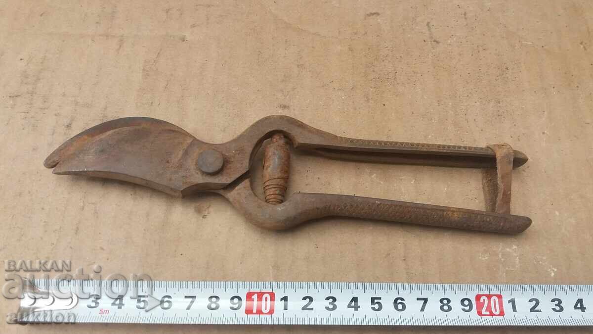 FOARFECE MASIVE PENTRU VIE - 5