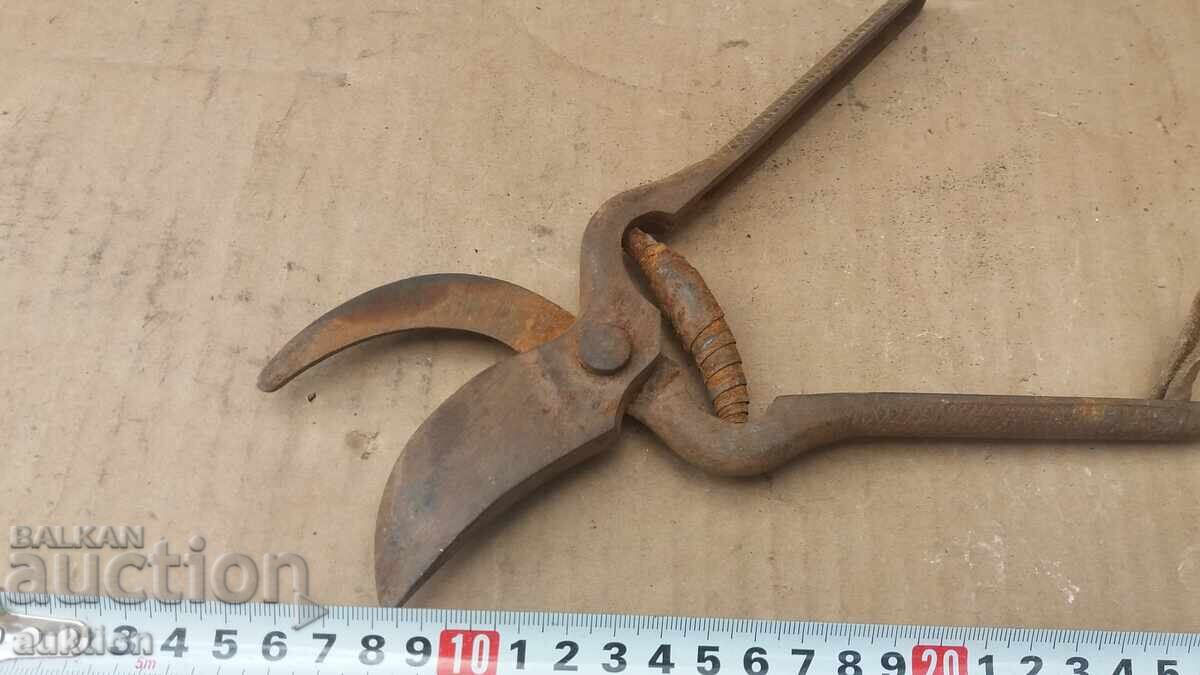 FOARFECE MASIVE PENTRU VIE - 6