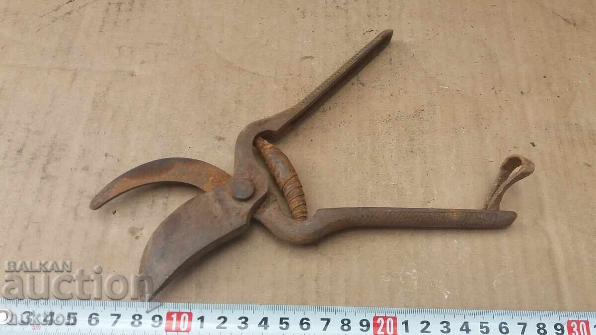 FOARFECE MASIVE PENTRU VIE - 7