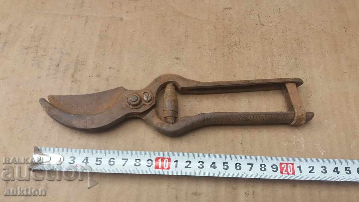 FOARFECE MASIVE PENTRU VIE