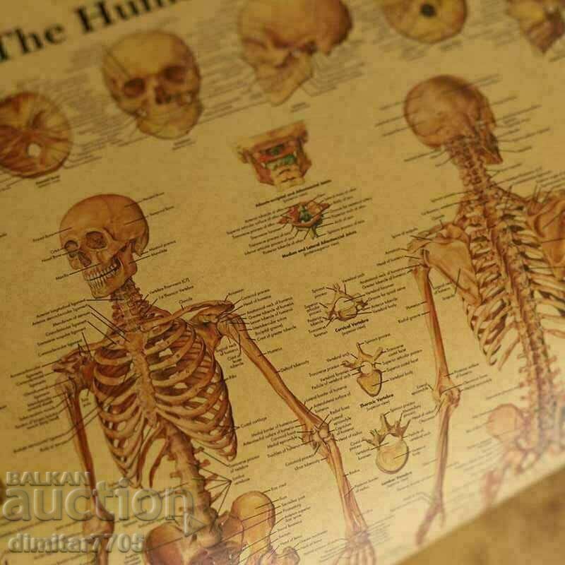 Αφίσα αφίσας Σκελετός 42/29εκ. με τιμή € 6.50 | 12.71 BGN