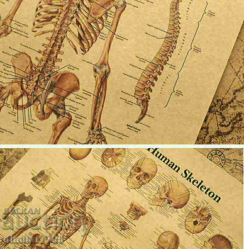 Παράδοση Αφίσα αφίσας Σκελετός 42/29εκ.