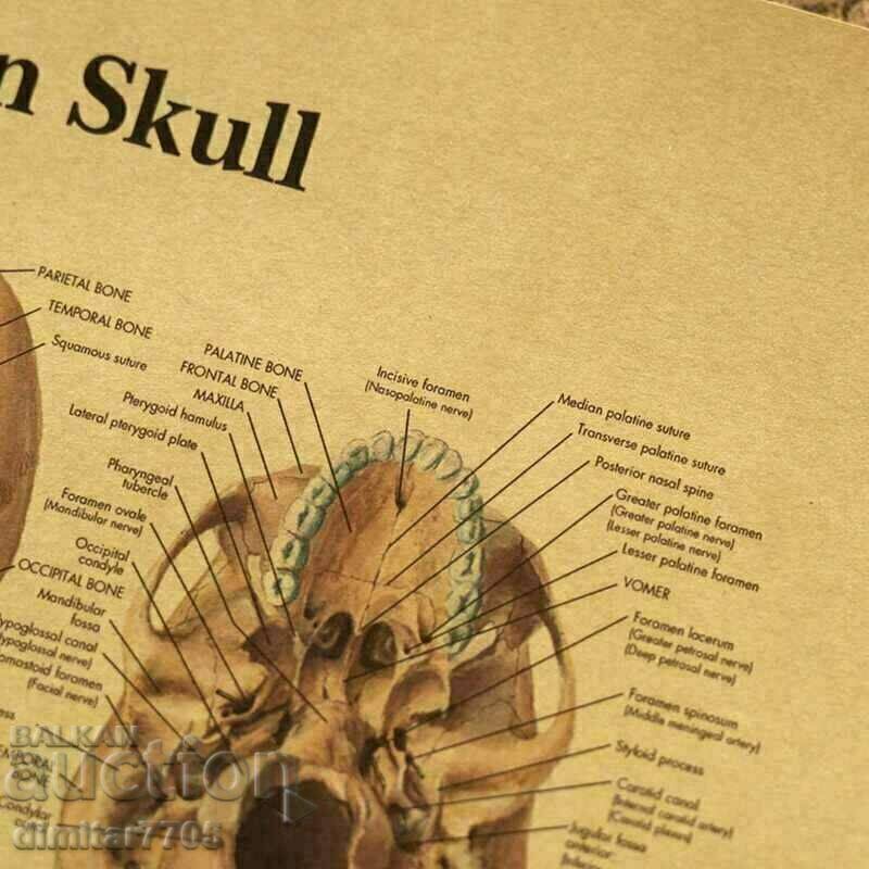 Αφίσα Skull 42/29cm. με τιμή € 6.50 | 12.71 BGN Αφίσα Skull 42/29cm. με τιμή € 6.50 | 12.71 BGN