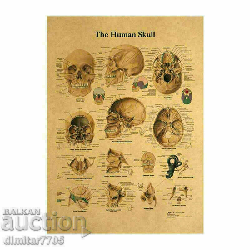 Αφίσα Skull 42/29cm. Αφίσα Skull 42/29cm.