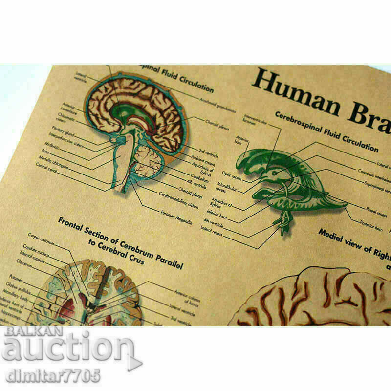 Poster poster Brain 42/29cm. with price € 6.50 | 12.71 BGN Poster poster Brain 42/29cm. with price € 6.50 | 12.71 BGN