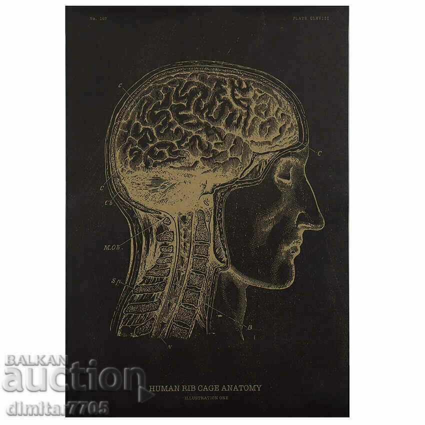 Постер постери плакат 42x28.5cm мозък Постер постери плакат 42x28.5cm мозък