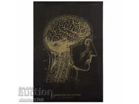 Постер постери плакат 42x28.5cm мозък