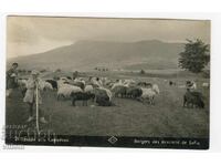 Sofia, ciobani, Vitosha, costum popular, bit, etnografie, Pașcov, carte poștală