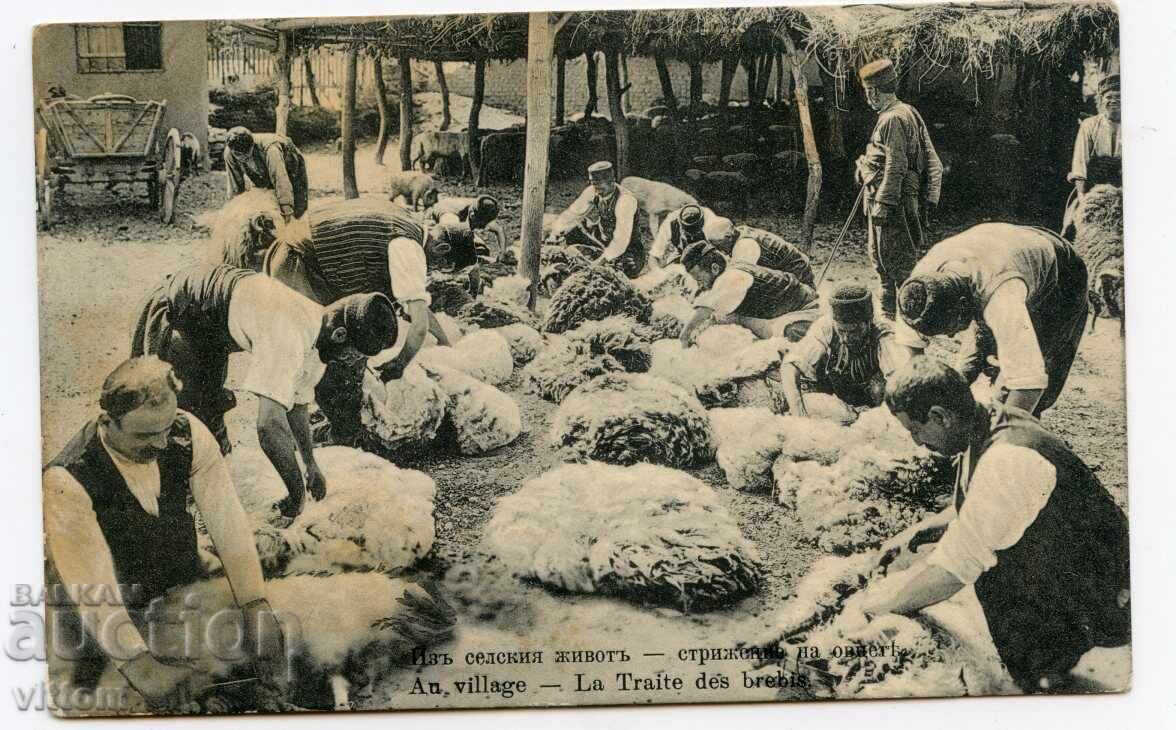Varna sheep shearing costume bit ethnography postcard