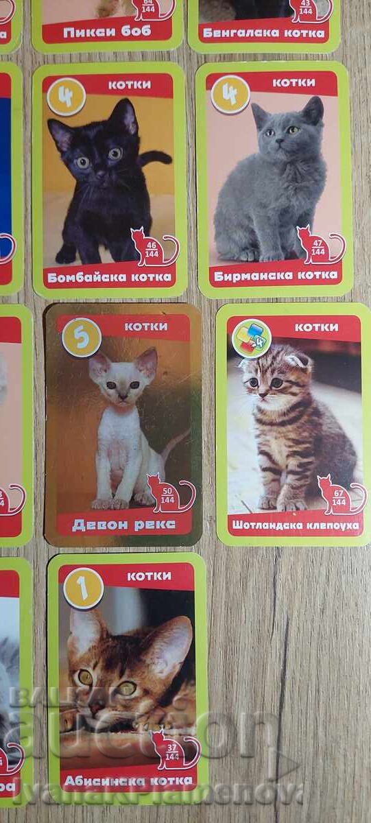 Collector's Cards, 19 pieces - 6 Collector's Cards, 19 pieces - 6