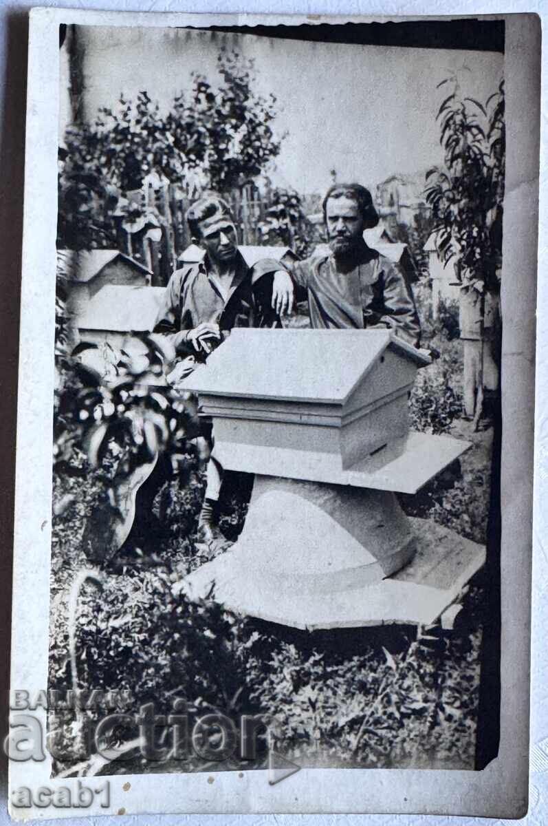 Raportul și stupii cu miere