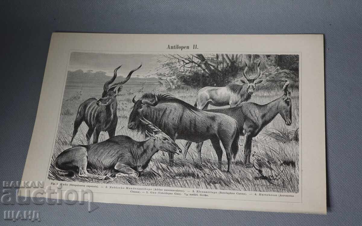 1900 Double Lithograph Antelope Species 1900 Double Lithograph Antelope Species