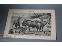 1900 Litografie dublă specii de antilope