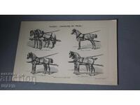 1900 Litografie tipuri de atelaje trase de cai