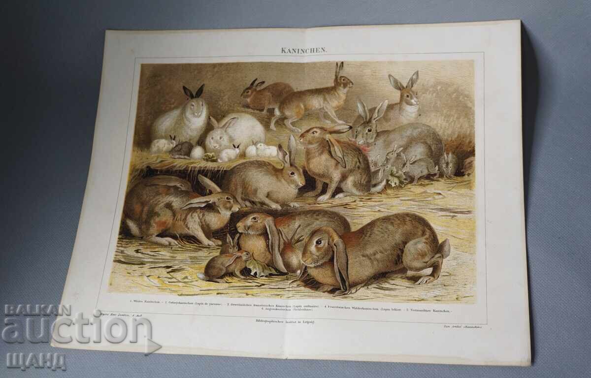 1900 Lithograph of Rabbit Species 1900 Lithograph of Rabbit Species