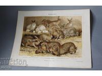 1900 Litografie tipuri de iepuri