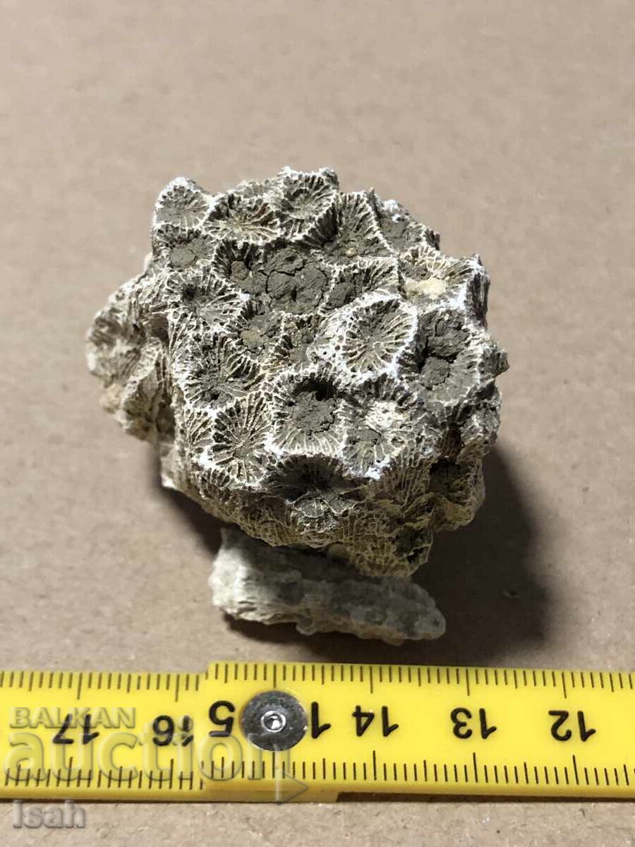 Όμορφο απολίθωμα αποικιακού κοραλλιού Όμορφο απολίθωμα αποικιακού κοραλλιού