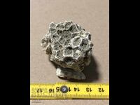 Όμορφο απολίθωμα αποικιακού κοραλλιού