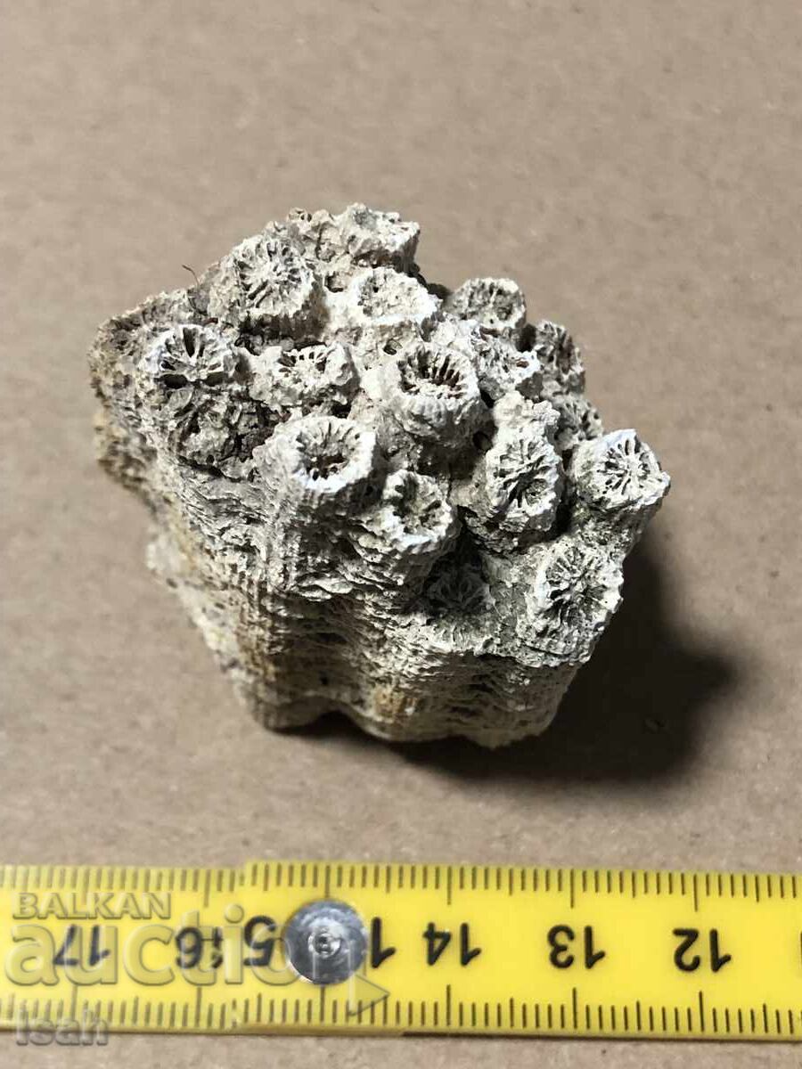 Όμορφο απολίθωμα αποικιακού κοραλλιού