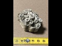 Красив фосил на колониален корал