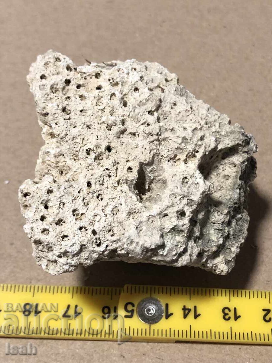 Όμορφο απολίθωμα αποικιακού κοραλλιού