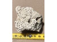 Красив фосил на колониален корал