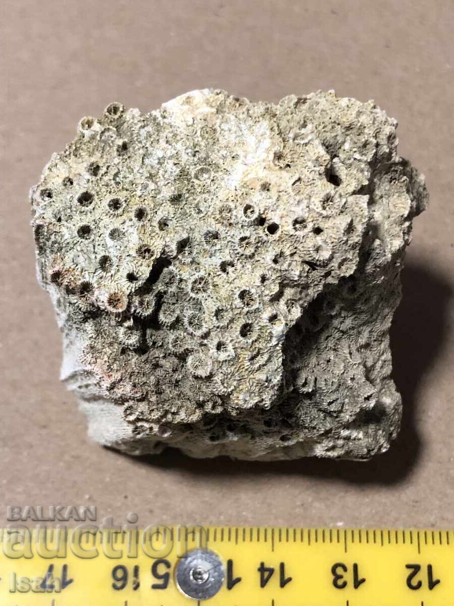 Красив фосил на колониален корал Красив фосил на колониален корал