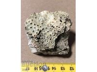 Όμορφο απολίθωμα αποικιακού κοραλλιού