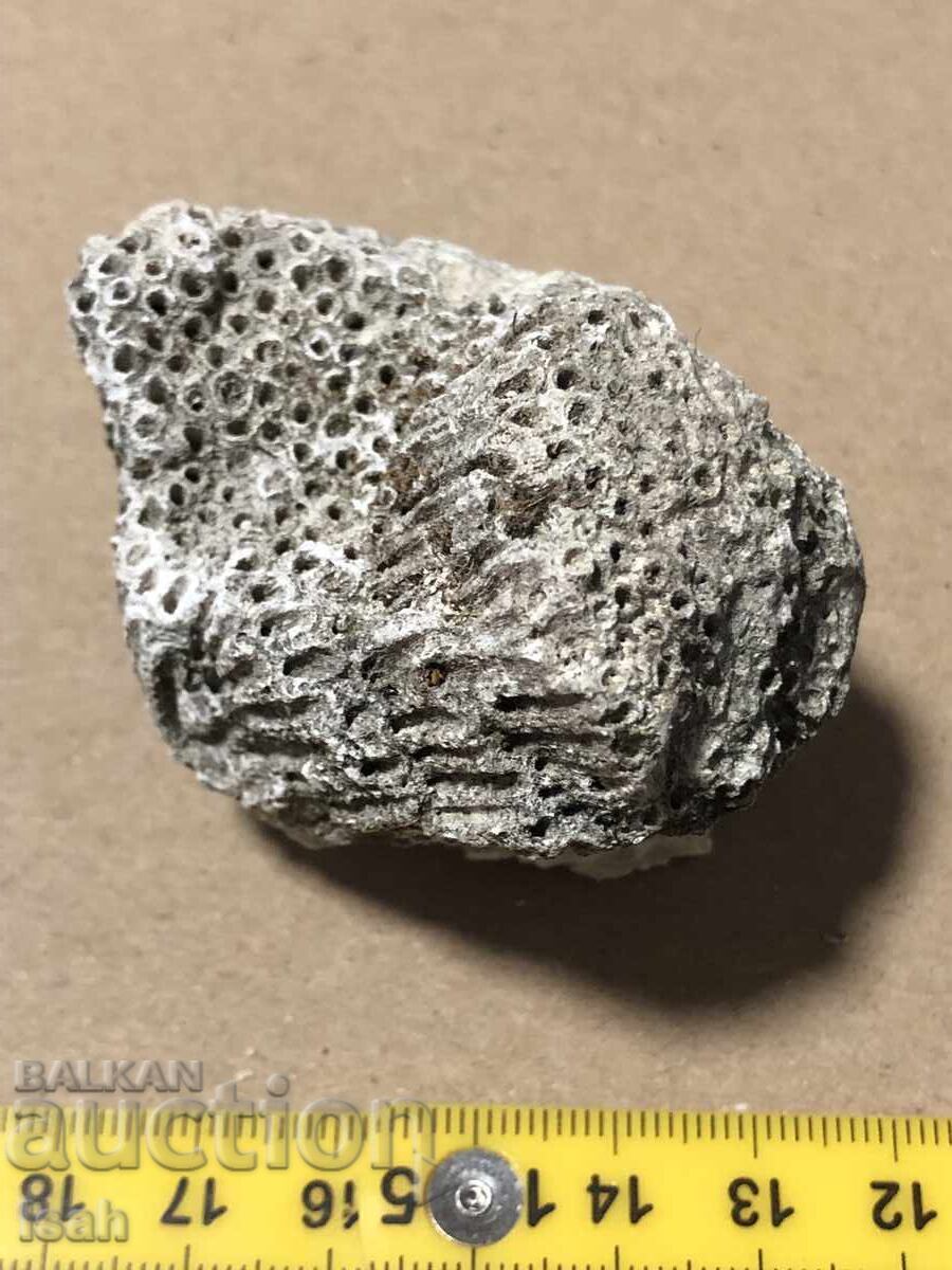 Красив фосил на колониален корал