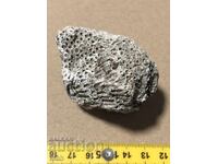 Όμορφο απολίθωμα αποικιακού κοραλλιού