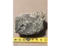 Beautiful fossil of a colonial coral