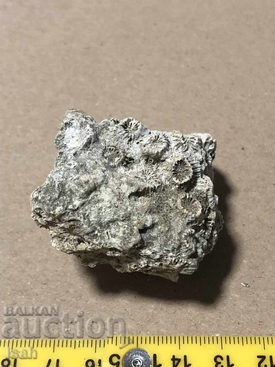 Όμορφο απολίθωμα αποικιακού κοραλλιού Όμορφο απολίθωμα αποικιακού κοραλλιού