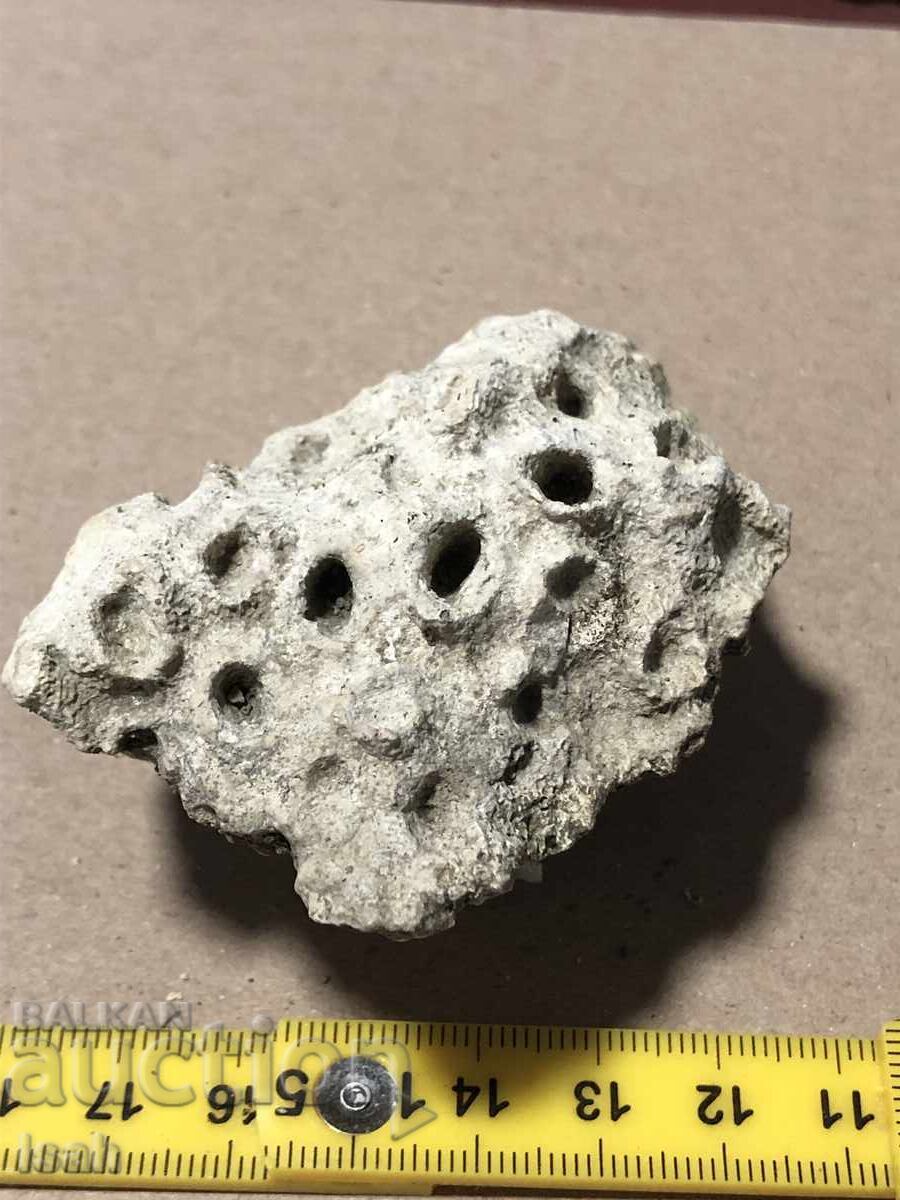 Beautiful fossil of a colonial coral